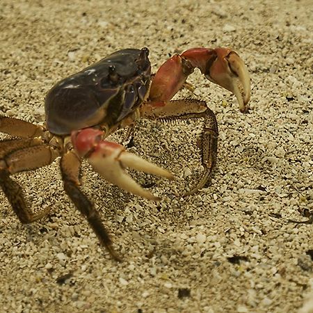 Dermaga Resort Pramuka Kepulauan Seribu Zewnętrze zdjęcie